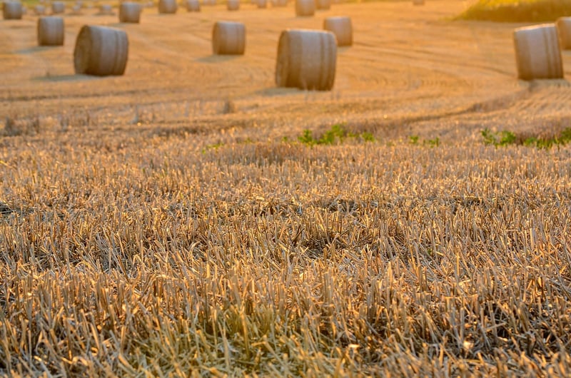 Harvest Highlights